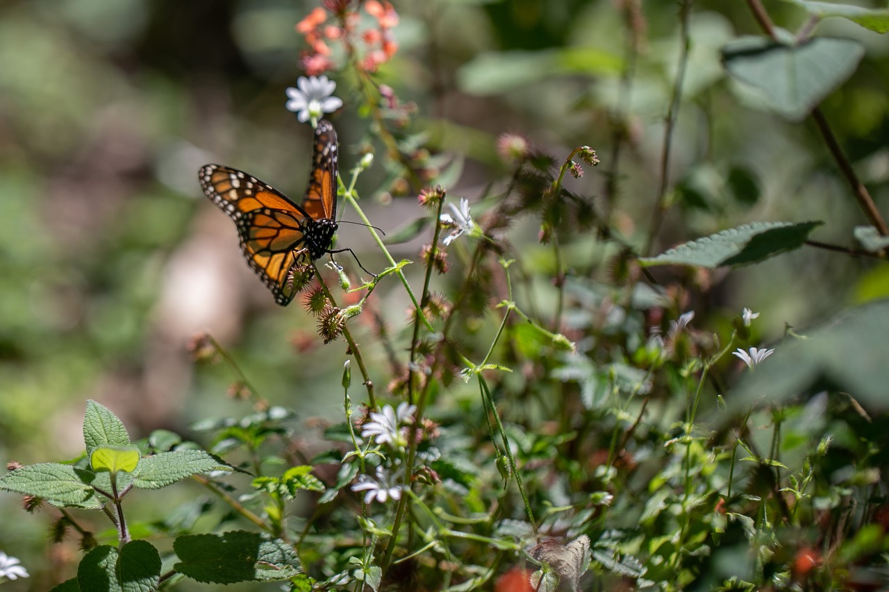 Buscan romper record en visitas al Santuario de la Mariposa Monarca