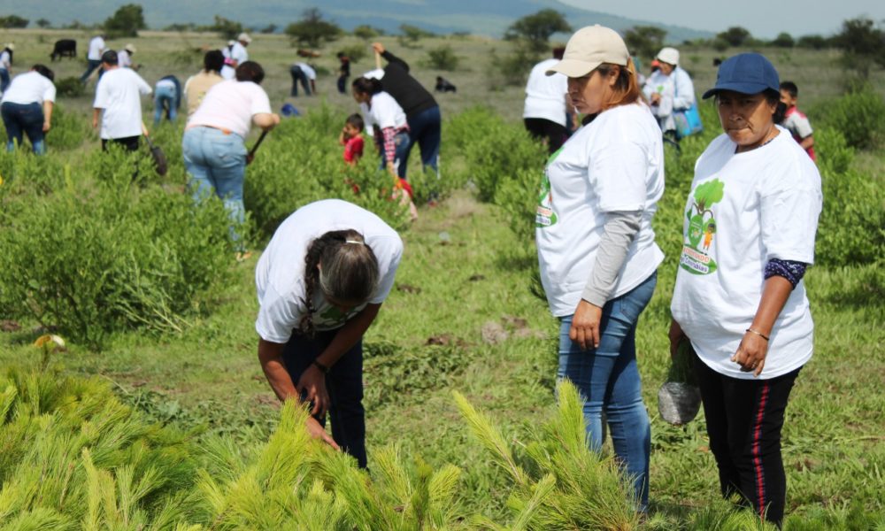  Michoacanos plantan 10 mil árboles en la región Cuitzeo