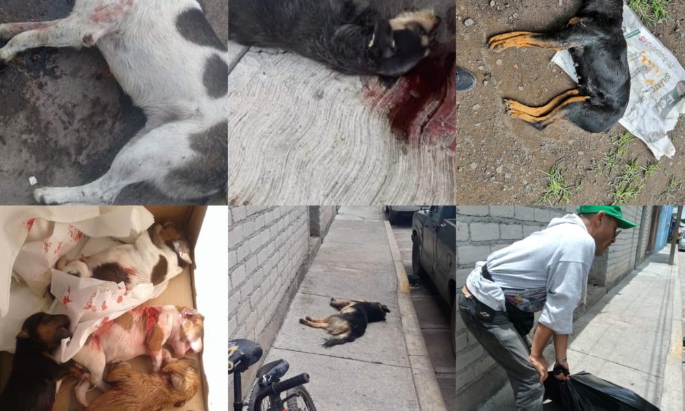  ¡Imágenes Fuertes! En Santa Ana Maya matan animales en condición de calle