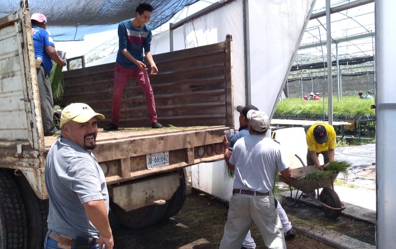  Realiza Ayuntamiento de Charapan plantación histórica de 25 mil árboles de pino