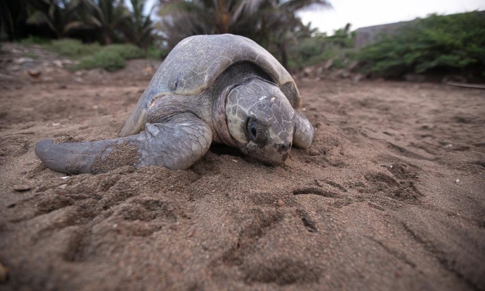  Campamentos tortugueros en Michoacán, un éxito de investigación