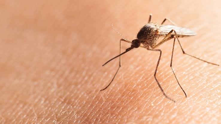  Suman 280 casos de dengue en lo que va de 2019