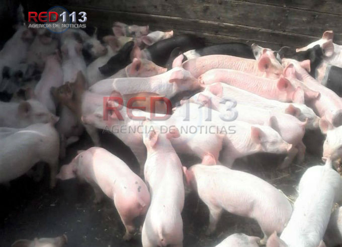  Roban camioneta con 50 lechones, ya fue recuperada
