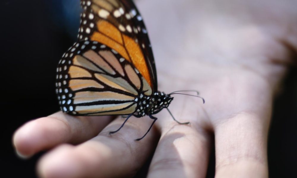  Santuarios de Mariposa Monarca En Michoacán Abrirán sus Puertas el 16 de Noviembre