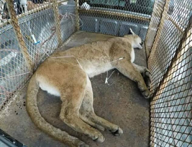  Puma rescatado en comunidad de Puruándiro, delicado de salud