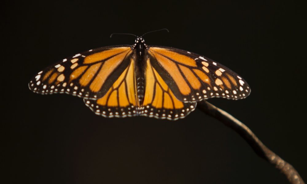  Reforestan en la Mariposa Monarca más de 400 hectáreas