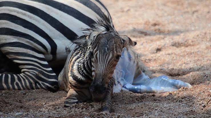  120 Nacimientos en Zoo de Morelia en 2019: Josué Rangel