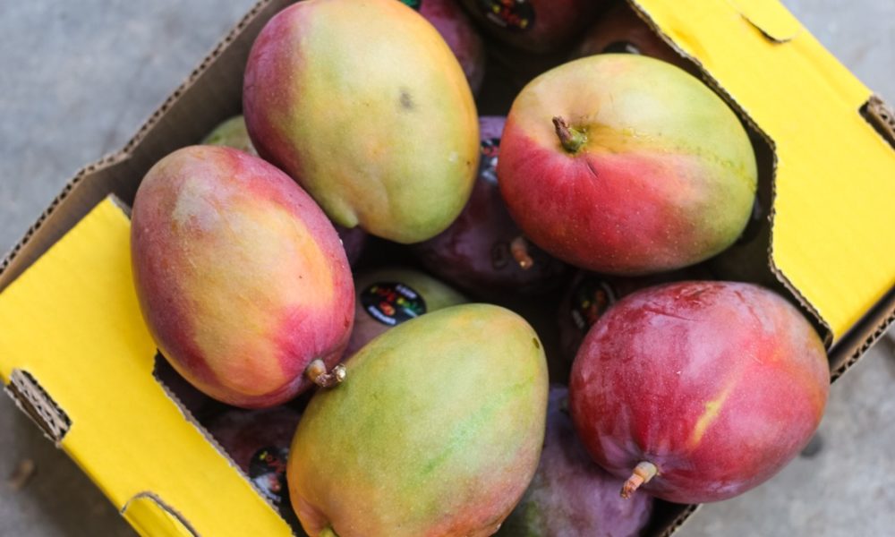  Logra Michoacán alto rendimiento en producción de mango