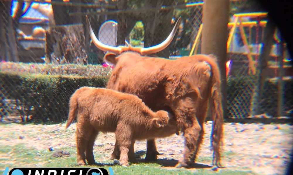  Interacción con animales, nuevo atractivo en el zoológico de Morelia