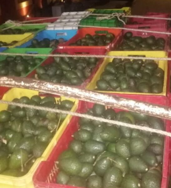 Aseguran a uno en posesión de 3 mil 700 kilos de aguacate ilícito