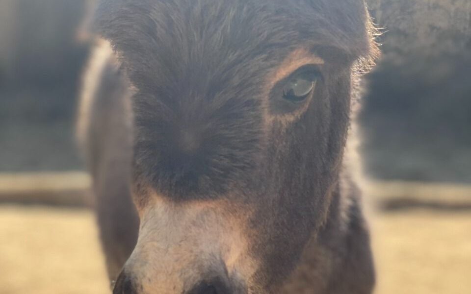  Nace cría de burro africano en Zoológico de Morelia