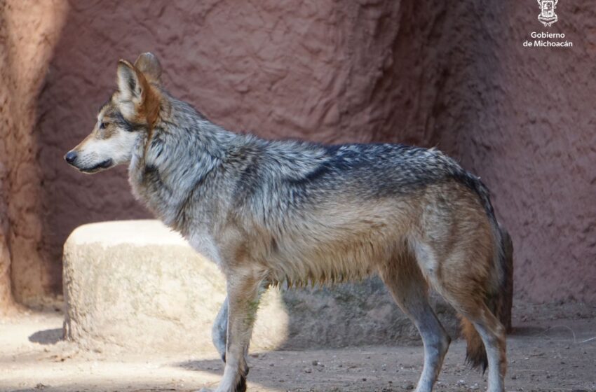  Zoológico de Morelia alberga cinco ejemplares de Lobo Gris Mexicano, especie en peligro de extinción