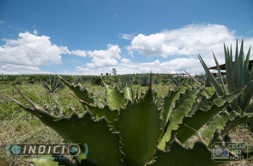 Industria tequilera causa deforestación en Jiquilpan y Sahuayo: Secretario Medio Ambiente