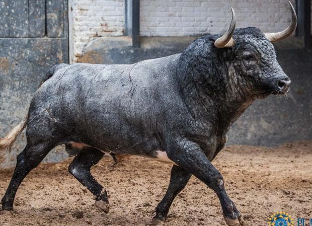  PES Michoacán, se suma a la prohibición de las corrida de toros