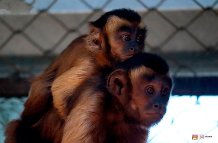 Nacieron 130 ejemplares en el Zoo de Morelia, en 2023