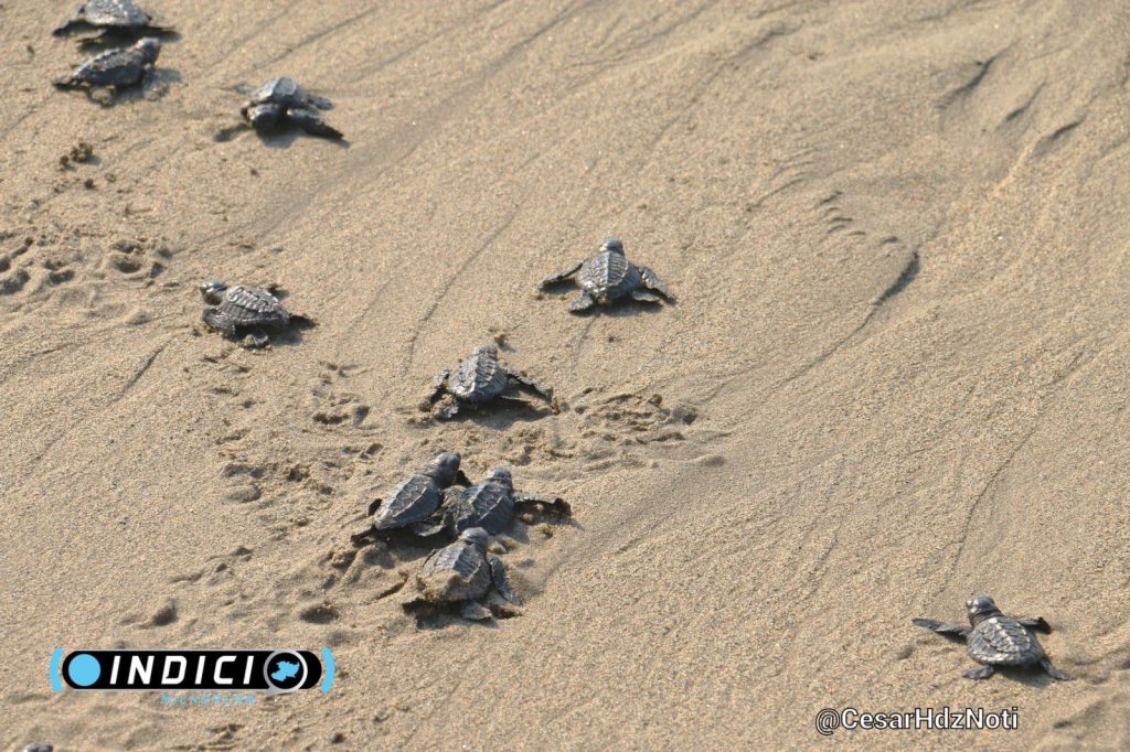 Michoacán con muchos huevos sigue liberando crías de tortuga marina: COMPESCA 1 40a084d4 a370 446c bb56 f9de67d397b5