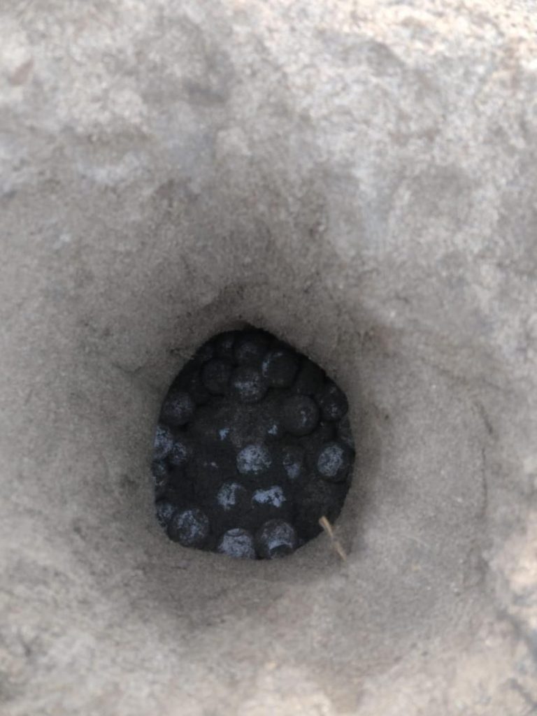 Michoacán con muchos huevos sigue liberando crías de tortuga marina: COMPESCA 2 488eb475 a3c5 4af1 a52b 9839d77f45ea