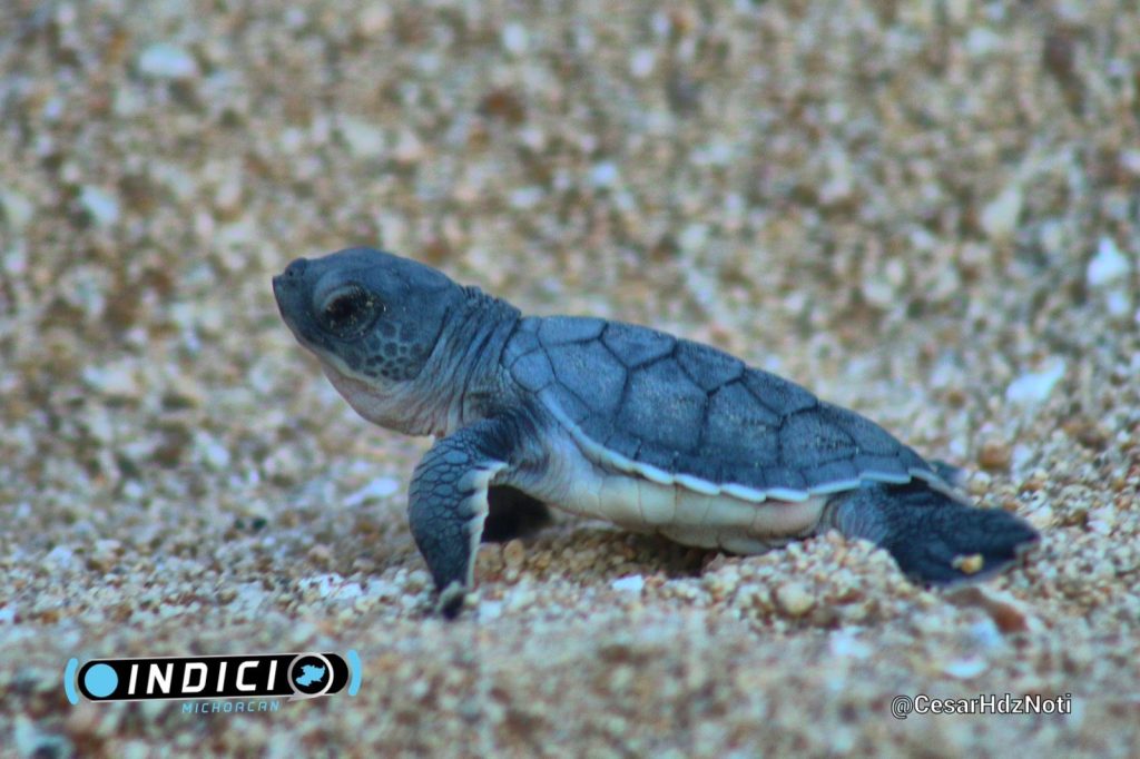 Michoacán con muchos huevos sigue liberando crías de tortuga marina: COMPESCA 4 83481c0a d9a2 4b42 ad73 ee3aedc3ab34 1