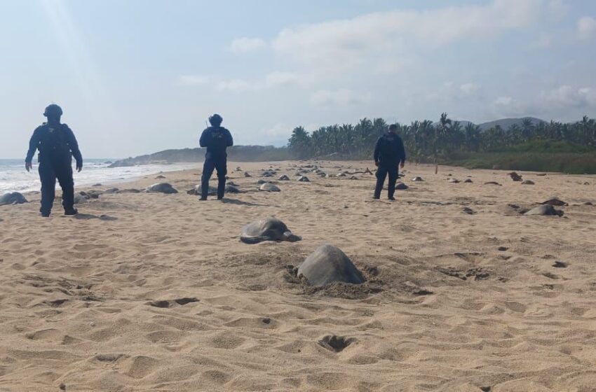  Guardia Civil protege arribo de tortugas marinas en Aquila