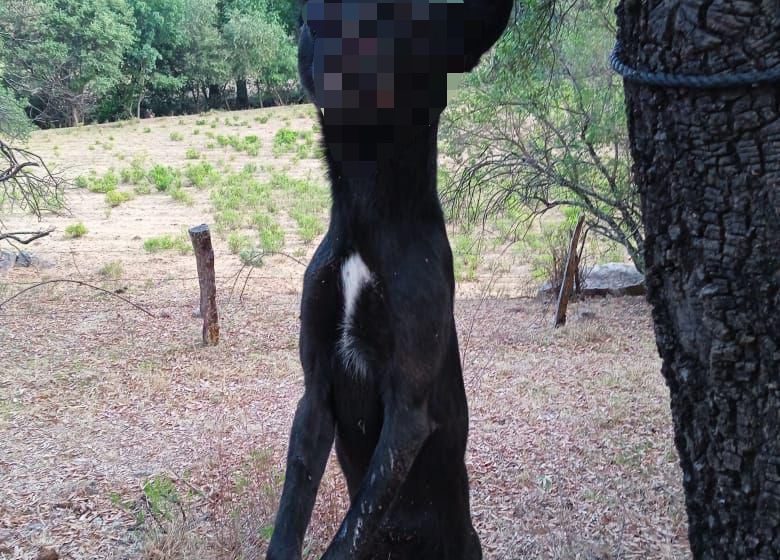Matan a machetazos y cuelgan a perritos en Áporo; animalistas exigen justicia ante brutal acto de crueldad