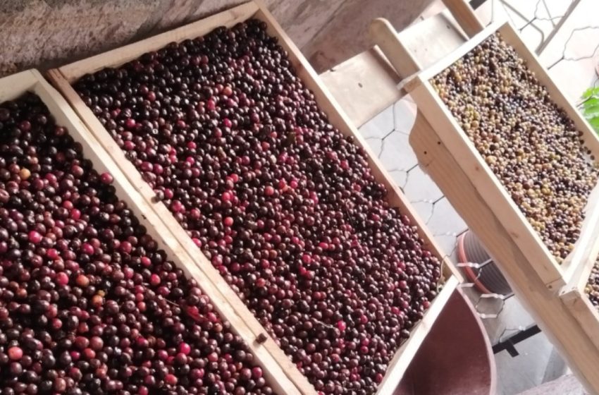  Casa tostadora de café michoacana gana premio en Lo Mejor del Café Awards 2025